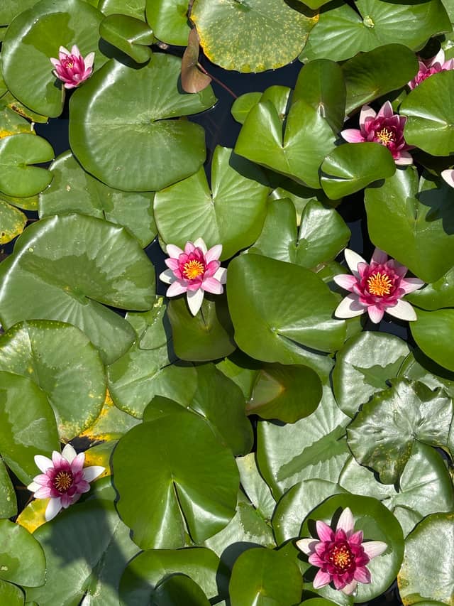 Seoul Plaza Lily Pond - Image 1