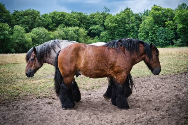 Belgian Draft Horse Pastures, Riemst - Image 1