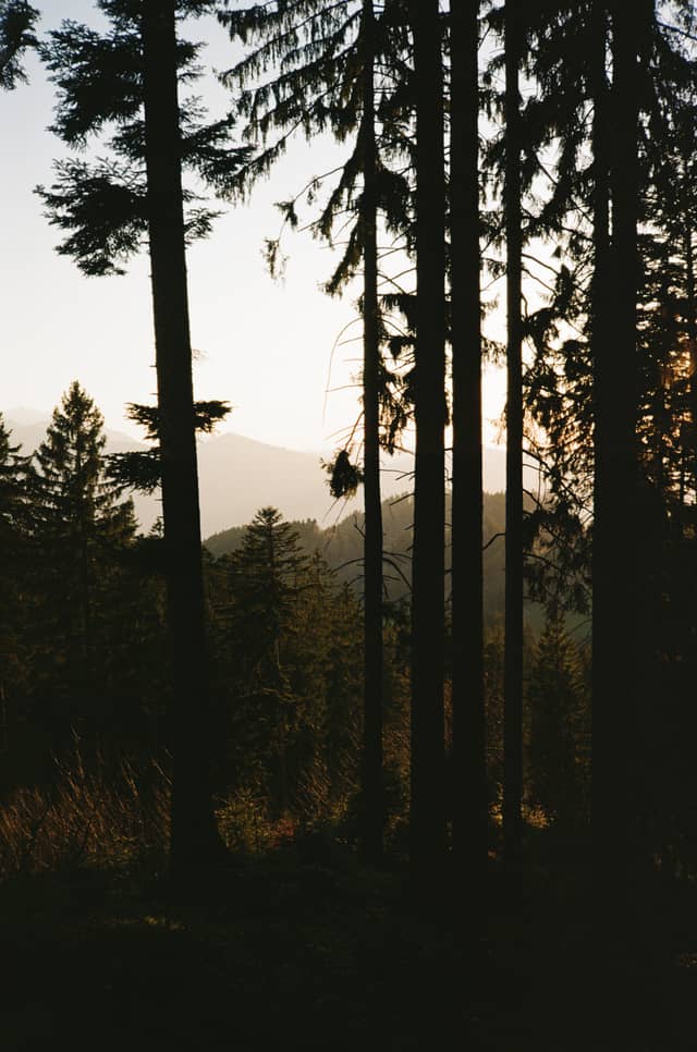 Hohenems Forest Overlook - Image 1