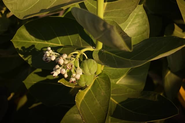 Giant Milkweed near Lake Managua - Image 1