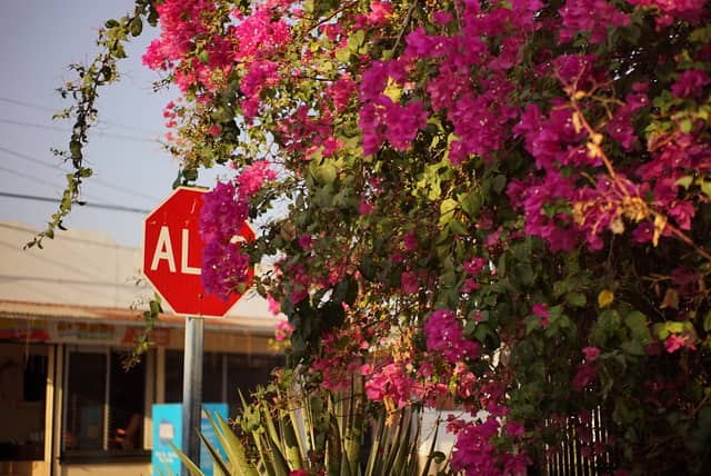 Vibrant Bougainvillea Street Corner - Image 1