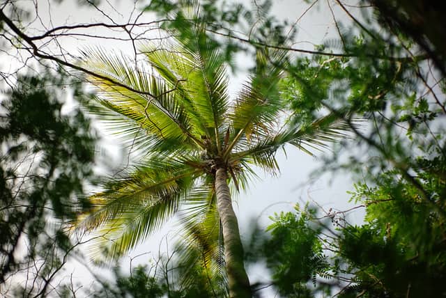 Playa Gigante Tropical Canopy - Image 1