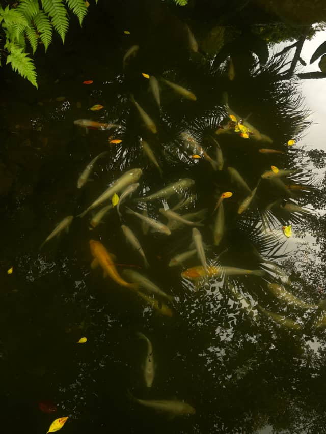 Dahilayan Forest Park Koi Pond - Image 1