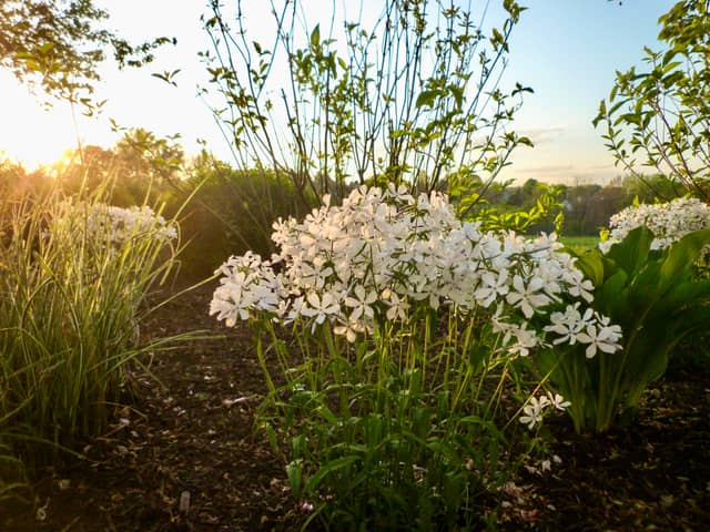 Manheim Garden Blooms - Image 1