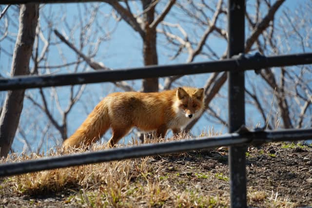 Shiretoko National Park - Image 1