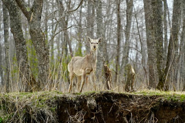 Kushiro Shitsugen National Park - Image 1