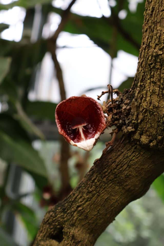 Botanical Garden of the University of Basel - Image 1