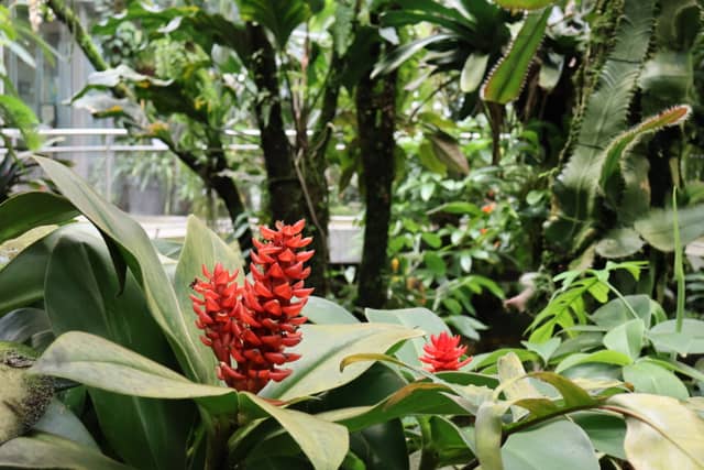 Botanical Garden of the University of Basel - Image 1