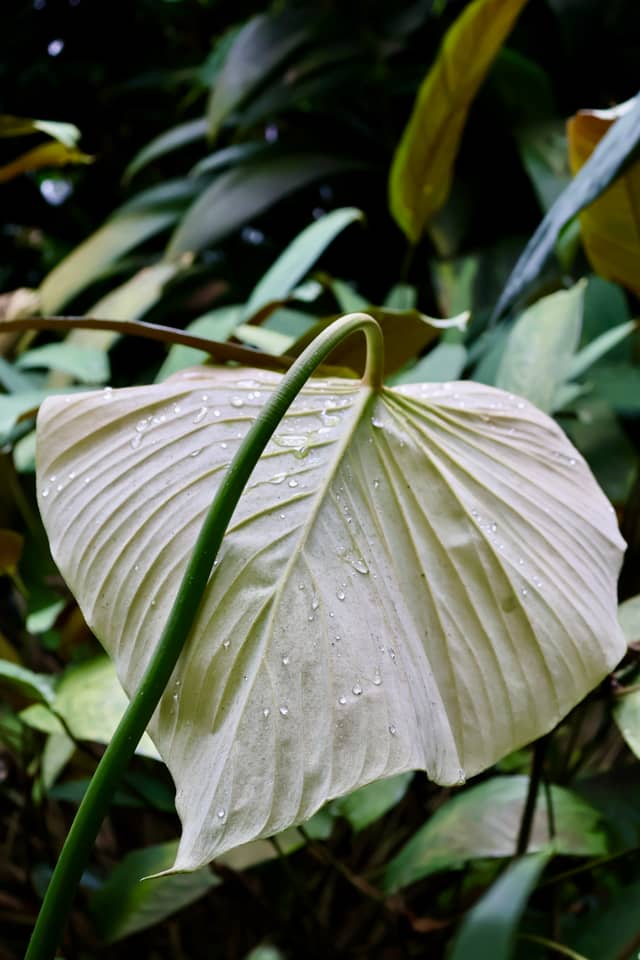 Botanical Garden of the University of Basel - Image 1