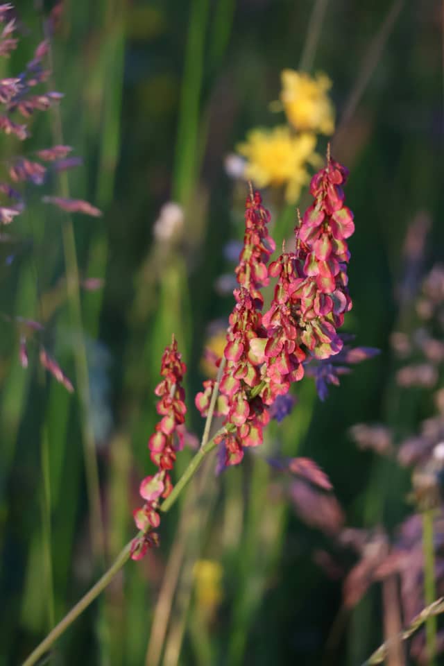 Brislach Wildflower Meadows - Image 1