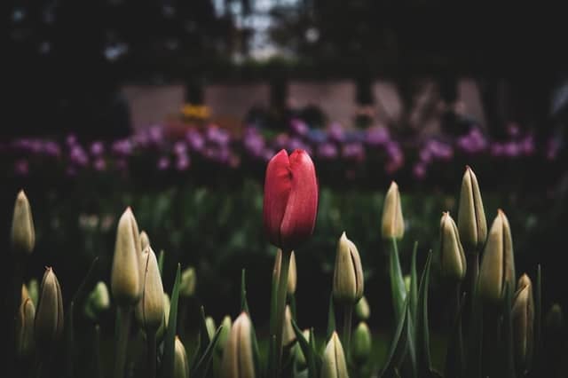 Keukenhof Gardens - Image 1