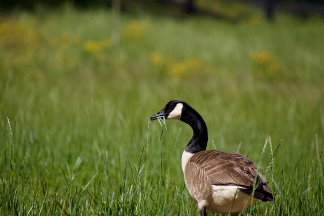 Milton Pastures - Image 1