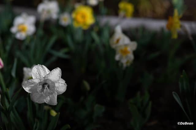 Provo Spring Flower Garden - Image 1