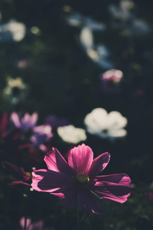 Manito Park Gardens - Image 1