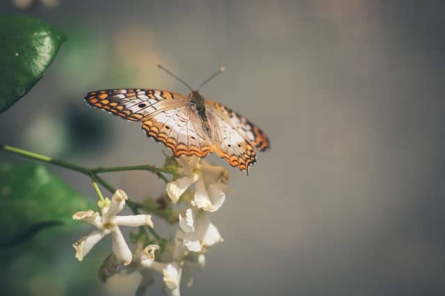 Desert Botanical Garden - Image 1