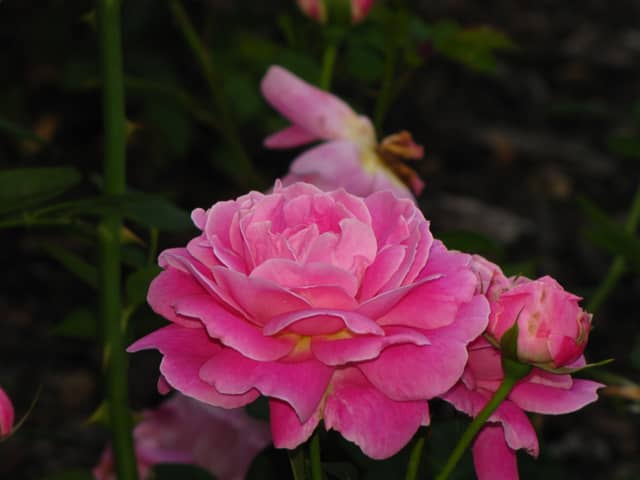Jackson Park Rose Garden - Image 1