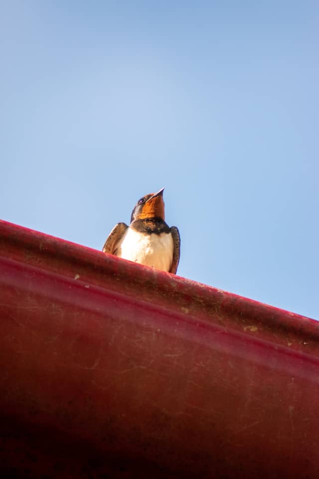 Voroneț Village Wildlife - Image 1