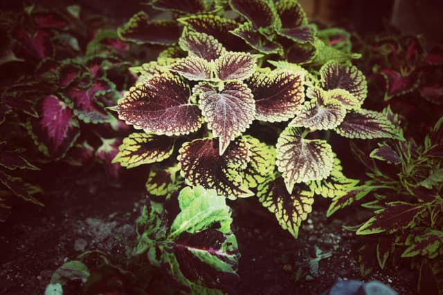 New Paltz Garden Foliage - Image 1