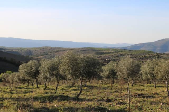 Urros Olive Grove Overlook - Image 1