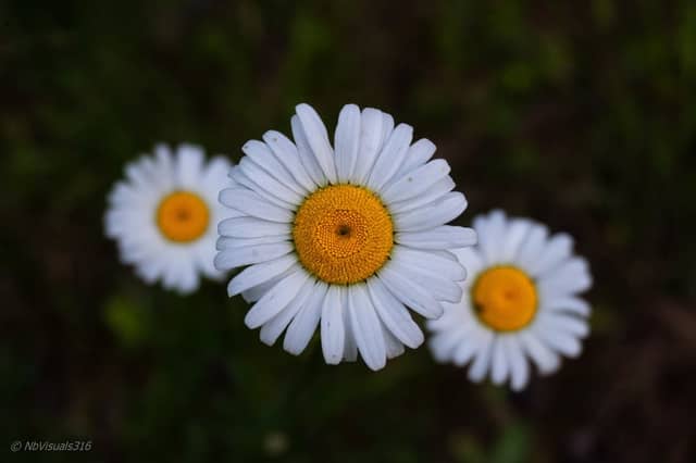 Gray Court Wildflower Meadows - Image 1