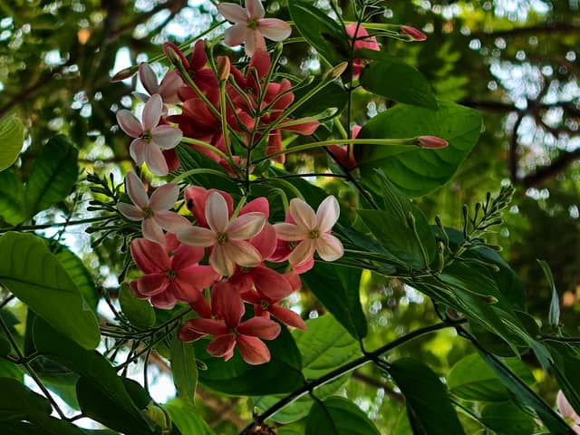 Tropical Floral Garden - Image 1