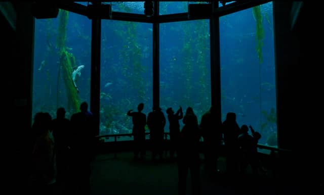 Monterey Bay Aquarium Kelp Forest - Image 1