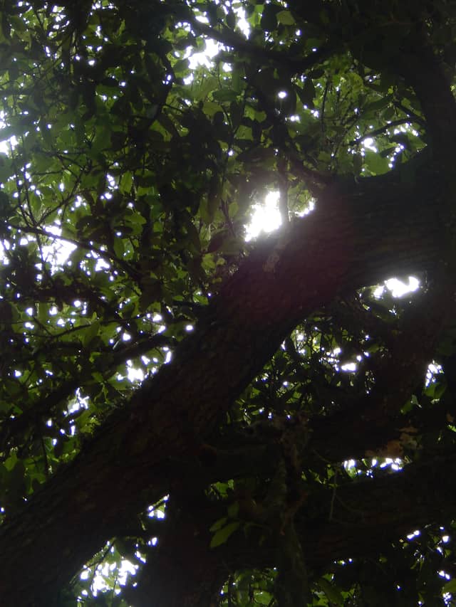 Cairo Woodland Canopy - Image 1