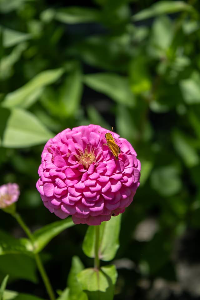 Hilltop Circle Garden - Image 1