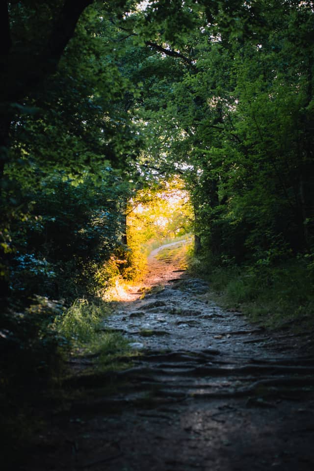 Little Carpathians Forest Path - Image 1