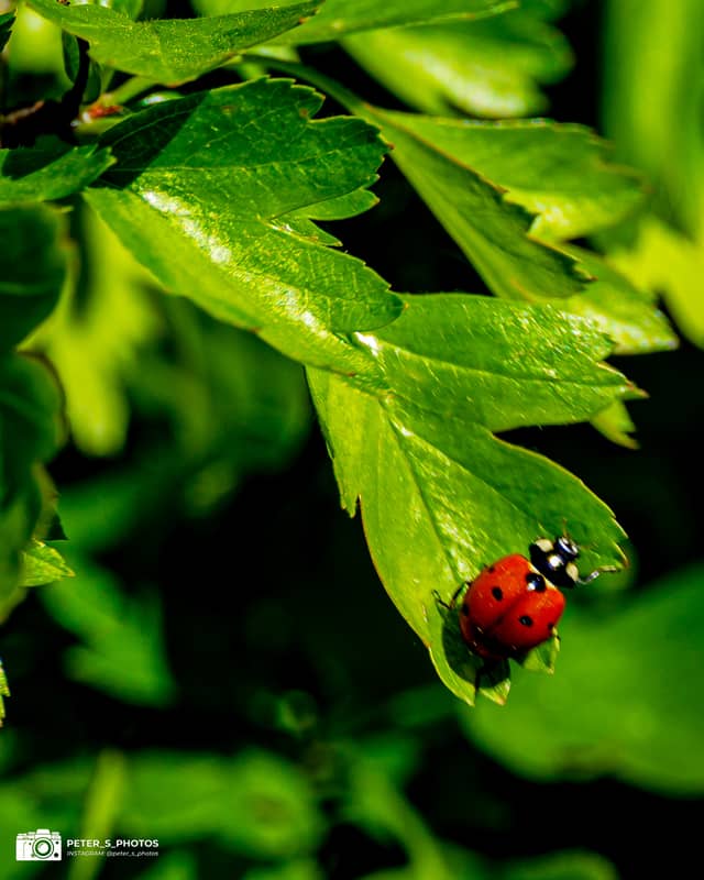Opole Suburban Nature Spot - Image 1