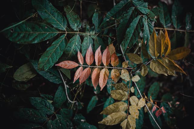 Ramapo Mountain Woodland - Image 1
