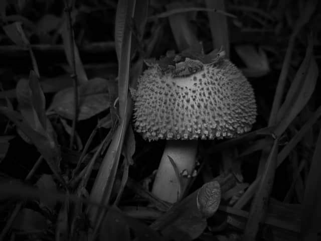 Mahe Nature Trail - Image 1