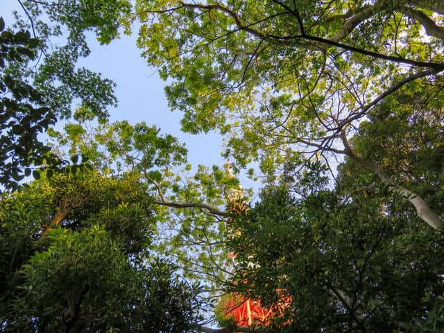 Tokyo Tower from Shiba Park - Image 1