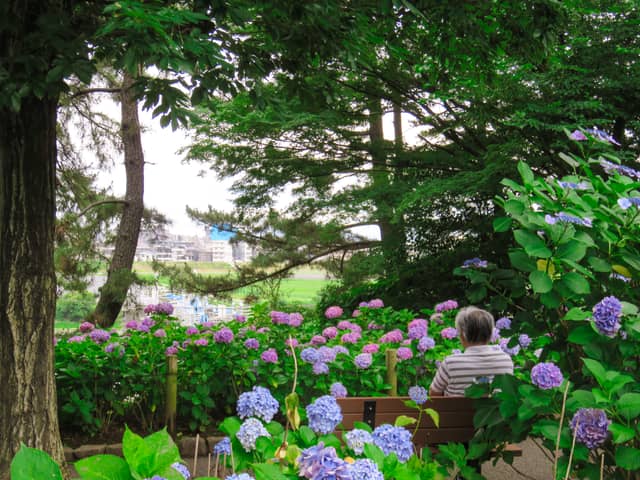 Tamagawadai Park Hydrangea Garden - Image 1