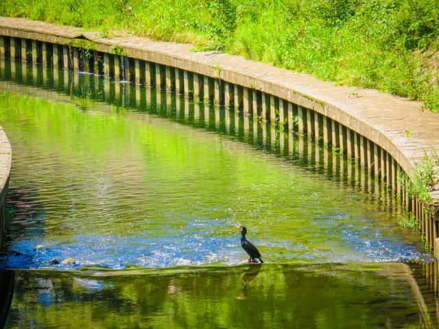 Zenpukuji River Park - Image 1