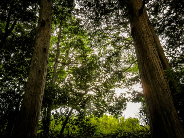 Hinode Forest - Image 1