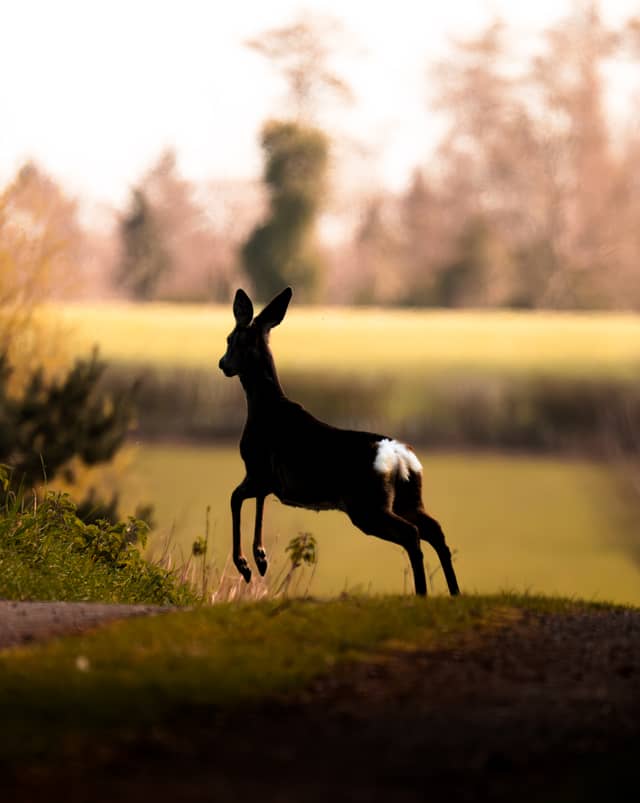 Chiltern Hills Countryside - Image 1