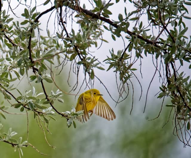 Gillette Urban Birding Spot - Image 1