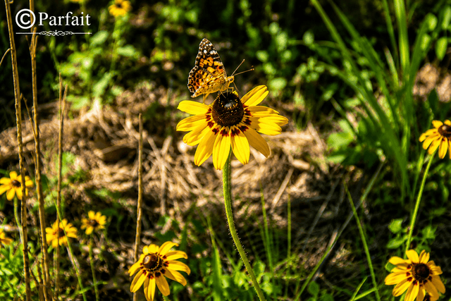 Lick Creek Park - Image 1