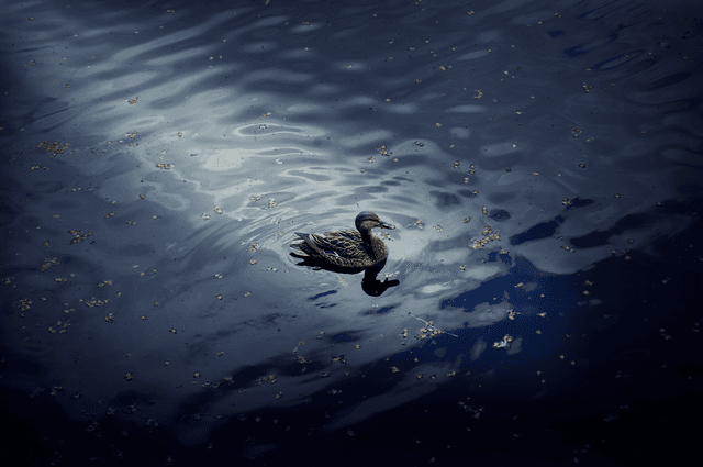 Karpacz Pond Wildlife - Image 1