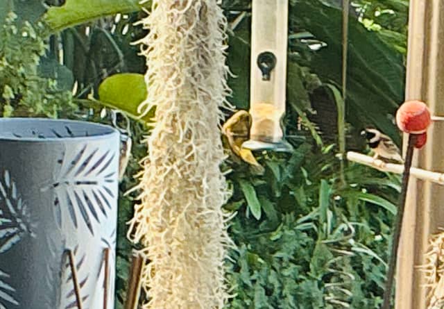 Worcester Garden Birding - Image 1