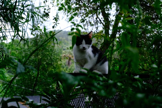 Cascade Canyon Garden View - Image 1