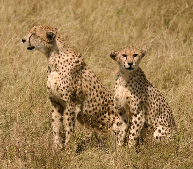 Serengeti National Park - Mwamtani - Image 1