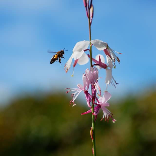 Mont-de-Marsan Garden Blooms - Image 1