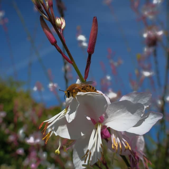 Mont-de-Marsan Garden Blooms - Image 1