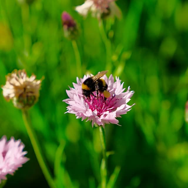 Mont-de-Marsan Wildflower Garden - Image 1