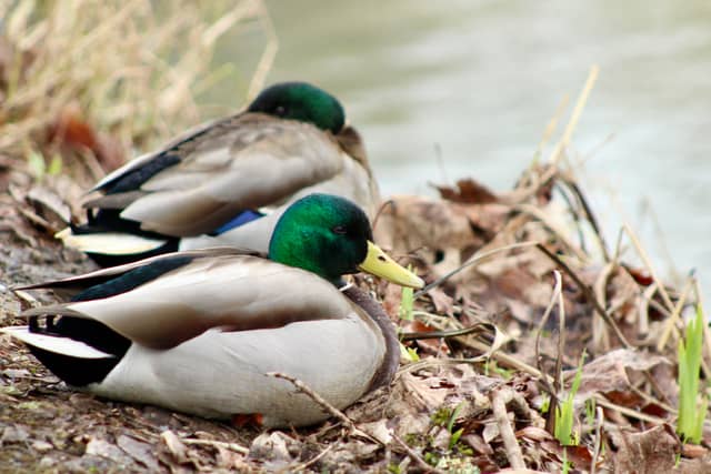 Lake Sacajawea Park - Image 1