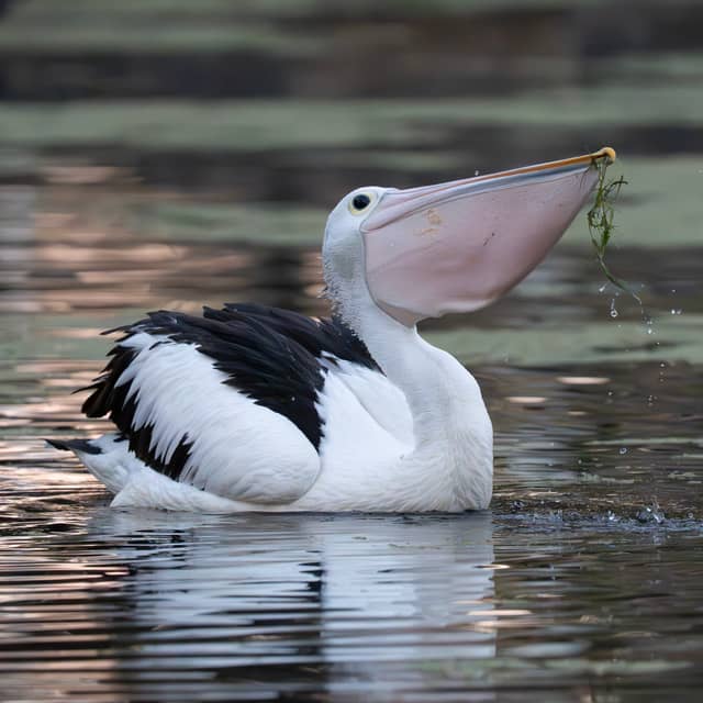 Centennial Parklands Ponds - Image 1