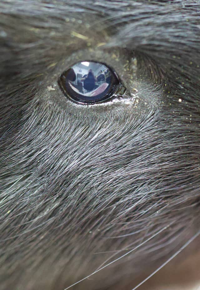 Macro Animal Eye Detail - Image 1