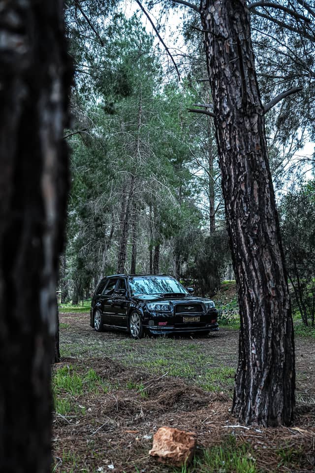 Nunile Pine Forest - Image 1
